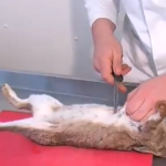 Survival Skills: Preparing Fresh Rabbit