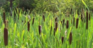Cattails-edible wild plants