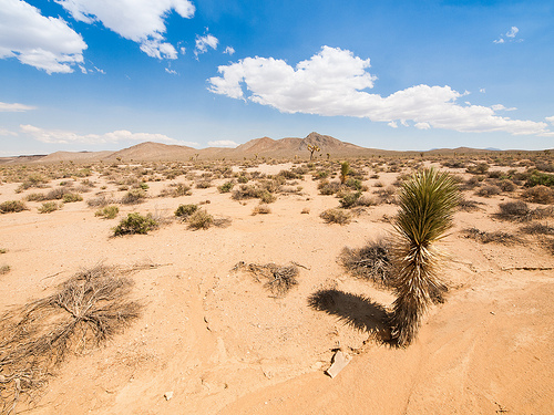 Desert Survival